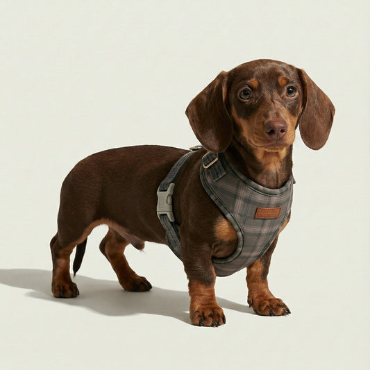 Plaid Harness